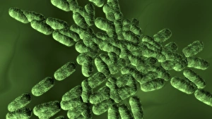 Imágenes Con fecha de 31 de enero de 2012: Bacterias divididas, arte de computadora