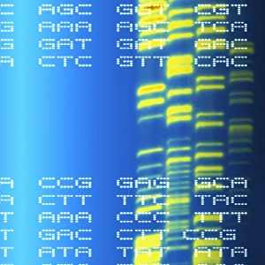 Deoxyribonucleic Acid Structure Imprime: DNA autoradiogram and codons