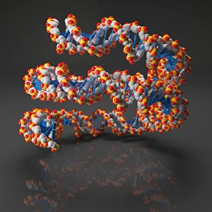 DNA Double Helix Imprime: DNA loop, artwork