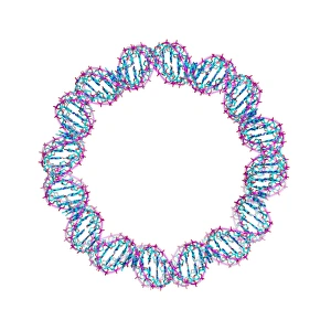 DNA Molecular Structure Imprime: DNA loop, molecular model