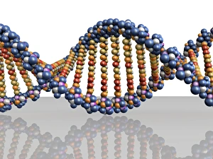 DNA Double Helix Imprime: DNA molecule, computer artwork