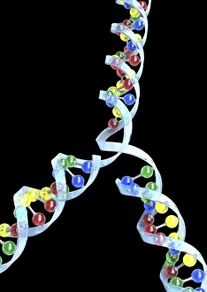 Genetic Information Encoding Imprime: DNA replication