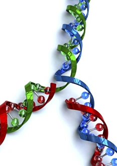 Genetic Information Encoding Imprime: DNA replication, artwork