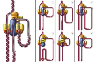 Deoxyribonucleic Acid Structure Imprime: DNA replication fork, artwork
