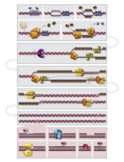 DNA Molecule Structure Imprime: DNA replication process, diagram