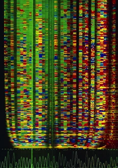 Deoxyribonucleic Acid Imprime: DNA sequence