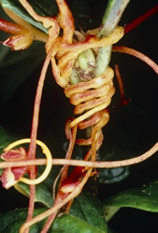 Parasitic Plants Imprime: Dodder twining round host stem