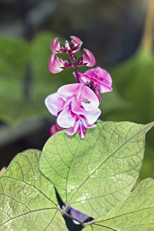 Vibrant Purple Blooms Imprime: Dolichos lablab Ruby Moon