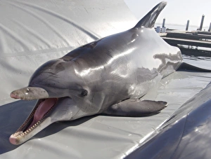 Bottlenose Dolphin Behavior Imprime: Dolphin training