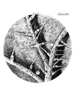 Historical Science Images Imprime: Drawing of nettle from Hookes Micrographia