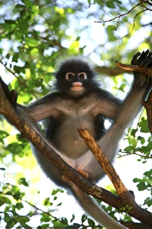 Thai Wildlife Photography Imprime: Dusky leaf-monkey