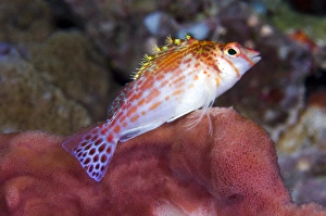 Coral Reef Fauna Imprime: Dwarf hawkfish