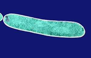 E Coli Bacteria Imprime: E. coli bacterium, TEM