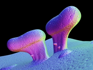 Bacterias de E.coli EHEC, artefacto digital del ordenador