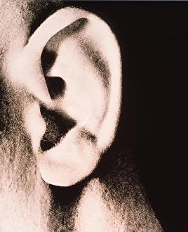 Human Ear Anatomy Imprime: Ear