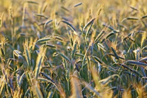 Rye Ears Imprime: Ears of rye