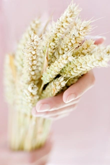 Grain Photography Imprime: Ears of wheat