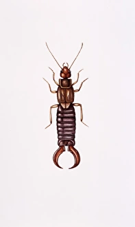 Imágenes fechadas en febrero de 2003: Earwig