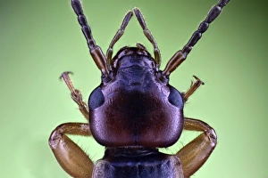 Compound Eyes Insect Imprime: Earwig head