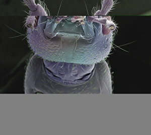 Insect Antennae Structure Imprime: Earwig head, SEM