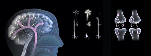 Impresiones de Efectos de la ecstasia en el funcionamiento del cerebro Imágenes fechadas en enero de 2013: Efectos de la ecstasia en el funcionamiento del cerebro