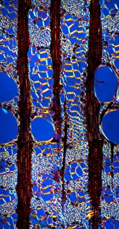 Luz Polarizada Imprime: Estribón de árbol de salicario, imagen bajo microscopio luminoso