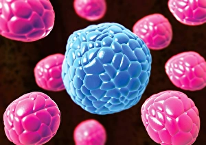 Imágenes de noviembre de 2007: Elendomiotrisis, arte de computadora