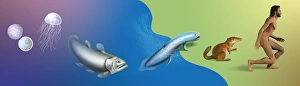 Evolutionary Biology Imprime: Evolution, conceptual artwork