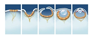 Impresiones de La evolución del ojo, arte informático. Se cree que el ojo se originó como una mancha de células sensibles a la luz en la superficie de los organismos Imágenes fechadas en enero de 2013: Evolución del ojo, arte