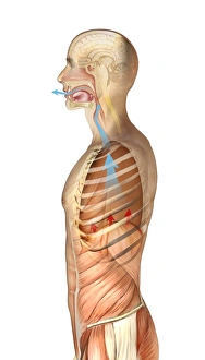 Respiratory System Artwork Imprime: Exhalation, artwork