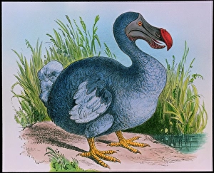 Endangered Species List Imprime: Extinct dodo