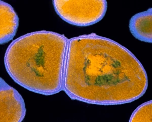 Imágenes fechadas en 1991: Col de Tefol de Enterococcus faecalis