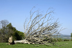Imágenes de noviembre de 2007: Árbol caído muerto