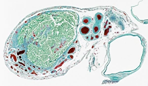 Female Reproductive System Imprime: Fallopian tube section, light micrograph