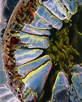 Human Digestive System Imprime: False-colour SEM through the wall of the duodenum