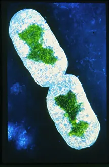 Transmission Electron Microscopy Images Imprime: False-colour TEM of bacterium E. Coli