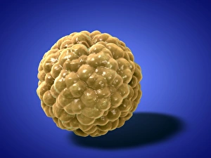 Human Body Anatomy Art Imprime: Fat cell