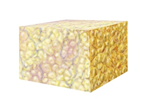 Cell Biology Images Imprime: Fat tissue, artwork
