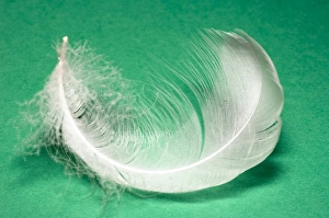 Bird Plumage Imprime: Down feather