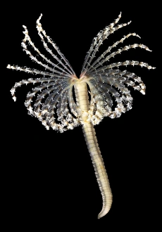 Marine Annelids Imprime: Feather duster worm