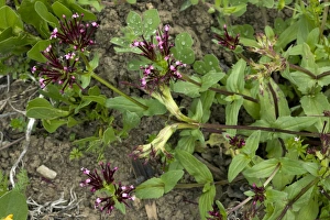 Spanish Wildflowers Imprime: Fedia cornucopiae