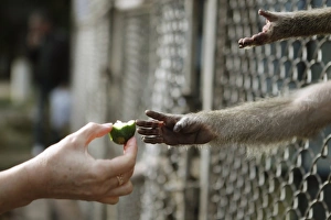 Captive Primate Behavior Imprime: Feeding a captive monkey