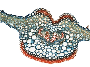 Plant Vascular System Imprime: Fern leaf, light micrograph