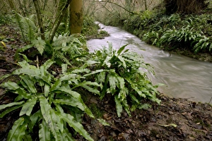 Asplenium Scolopendrium Imprime: Ferns (Asplenium scolopendrium)