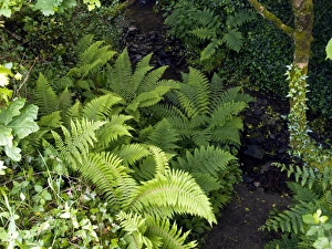 Forest Floor Vegetation Imprime: Ferns by a stream