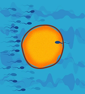 Fertilisation Process Imprime: Fertilisation