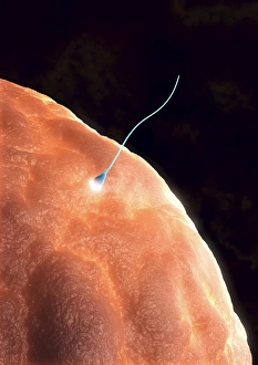 Impresiones de La fertilización. Artefacto gráfico de computadora del espermatozoide (azul) que perfora el huevo humano (ovulo) Imágenes fechadas en marzo de 2009: Fertilización, arte