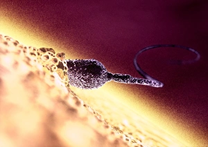 Fertilization Process Imprime: Fertilisation, computer artwork