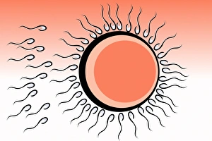 Impresiones de La fertilización. El arte de las células espermáticas blancas y negras rodeando un huevo celular humano redondo. El huevo se protege por una capa externa llamada zona pellucida, negra Imágenes de enero de 2004: Fertilization