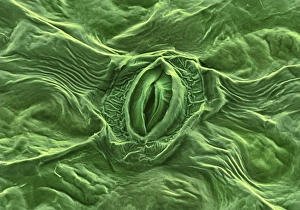 Guard Cells Function Imprime: Feverfew leaf surface, SEM